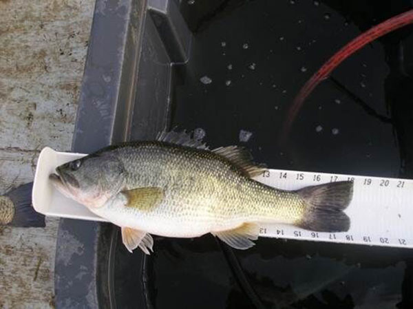 Largemouth Bass