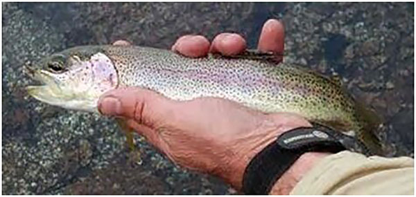 Rainbow Trout