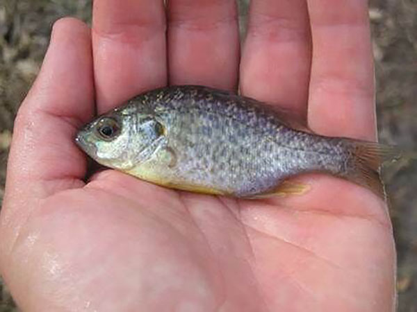 Redear Sunfish