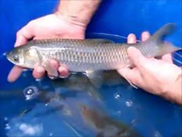 Sterile Grass Carp