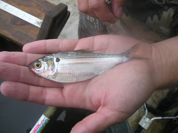 Threadfin Shad